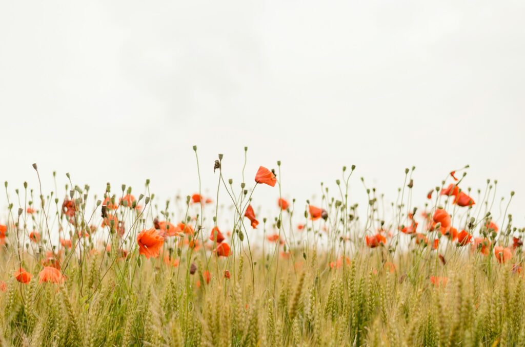 balade dans la nature